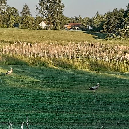 Domek W Kwiatach Zyndaki Kültér fotó