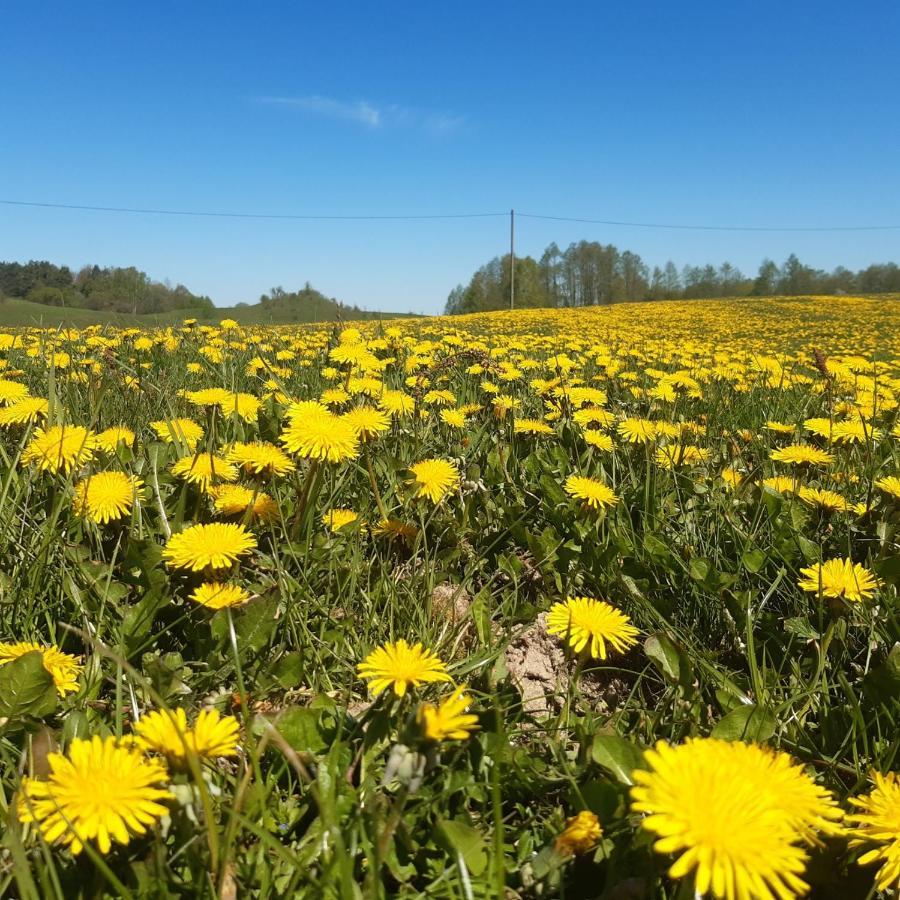 Domek W Kwiatach Zyndaki Kültér fotó
